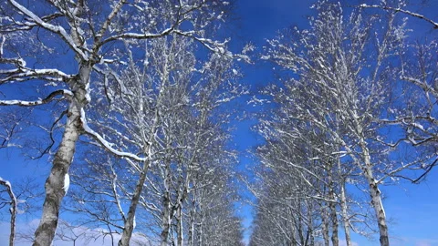 Silver Birch Avenue Vídeo Stock 332444766