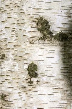 Silver birch bark Stock Photos
