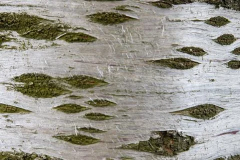 Silver birch bark texture with horizontal lenticels and green moss details Stock-Fotos