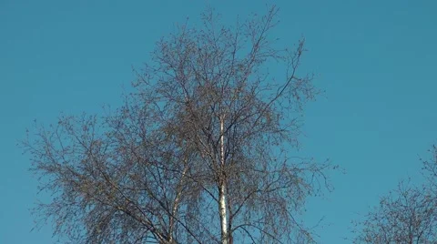 Silver birch bark tree blue sky breeze movement Stock Footage 49463587