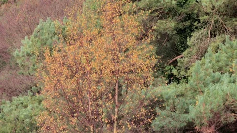 Silver Birch (Betula pendula) and Scots Pine trees in autumn, Britain, UK Video stock 293001739