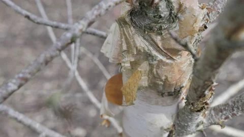 Silver Birch (Betula pendula) - British Trees - shedding bark Vídeo Stock 229870138
