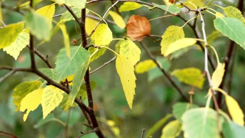 Silver birch (Betula pendula) tree branch Stock Footage 342530003