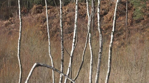 Silver Birch - Betula Pendula  - trunks swaying in the breeze Stock Footage 34385352