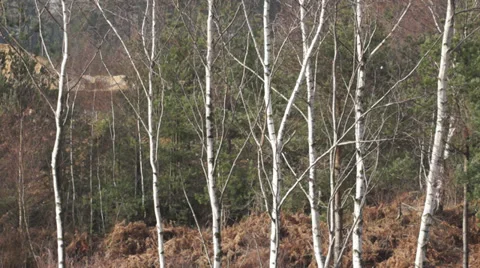 Silver Birch  - Betula Pendula - trunks sway in the breeze. Stock Footage 34385615