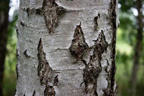 Silver Birch close up with nature in the background Stock Photos