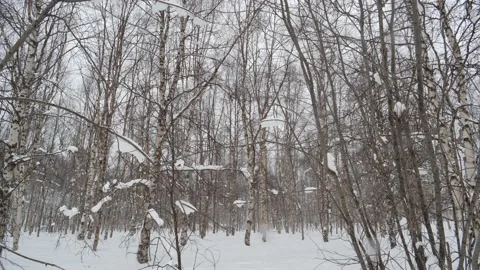 Silver birch Stock Footage 141145611