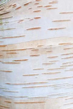 Silver Birch Pattern Stock Photos