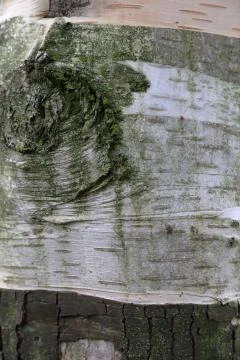 Silver Birch Stock Photos