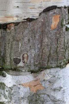 Silver Birch Stock Photos