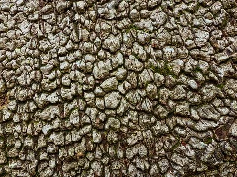 Silver birch Stock Photos