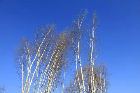 Silver birch 스톡 사진
