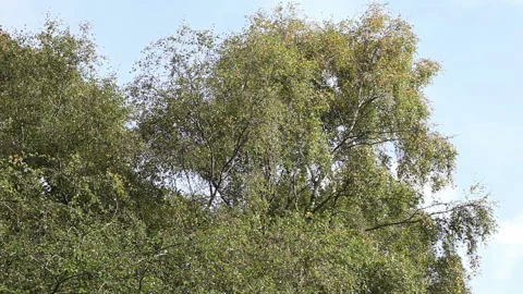Silver Birch Tree Blowing in the Wind with the Sound of a Buzzard Calling, UK Video stock 156807548