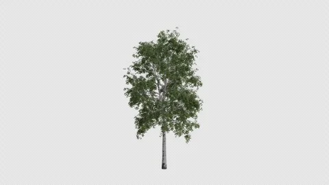 Silver Birch Tree blowing in the wind. Alpha Channel. Loop Animation Video stock 278365082