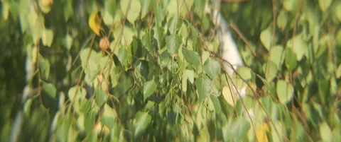 Silver birch tree branches and leaves 4K scope video Stock Footage 314572059