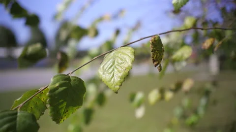 Silver Birch Tree focus shot 스톡 동영상 45672038