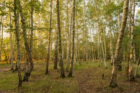 Silver birch tree forest at dusk at autumn faint path with leaves fallen on i Foto stock