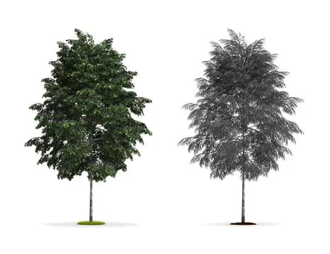 Silver birch tree. Stock Illustration