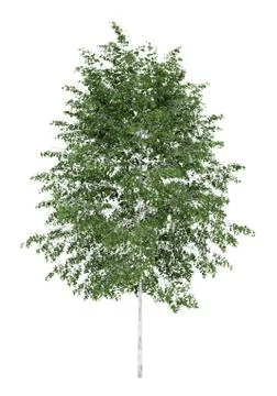 Silver birch tree isolated on white background Illustrazione stock