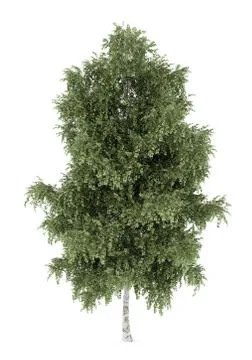 Silver birch tree isolated on white background Stock Illustration