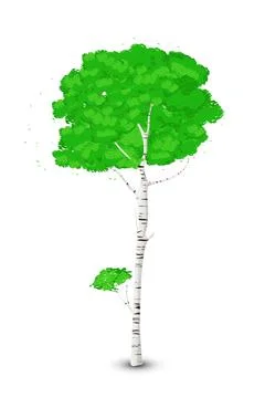 Silver birch tree over white background vector art Stock Illustration