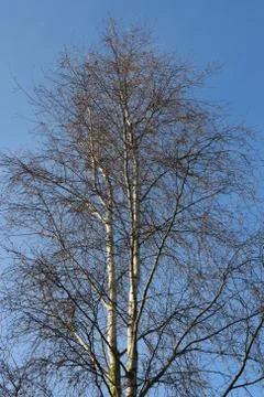 Silver birch tree Stock Photos