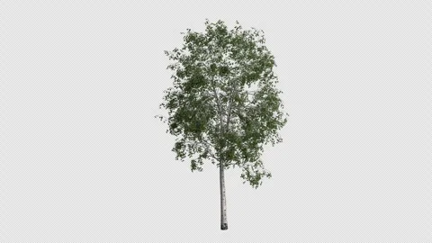 Silver Birch Tree Swaying in Wind Loop Animation with Alpha Channel Stock Footage 334995662
