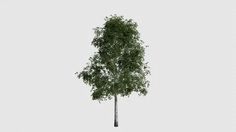 Silver Birch Tree Swaying in Wind Loop Animation with Alpha Channel Stock Footage 334995879