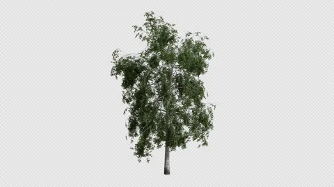 Silver Birch Tree Swaying in Wind Loop Animation with Alpha Channel Stock Footage 334995975
