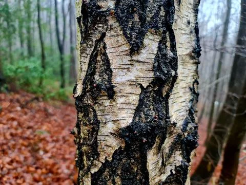 A silver birch tree trunk Photos