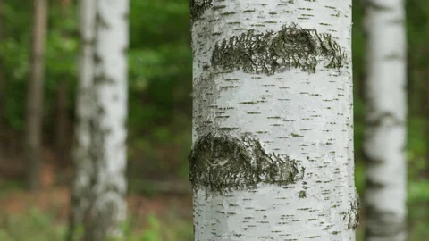 Silver birch tree trunk stands in a green forest grove during summer season Stock Footage 339364329