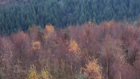 Silver Birch trees (Betula pendula) in front of conifer plantation, Britain, UK Stock-Footage 293097827