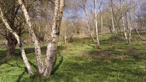 Silver birch trees (Betula pendula) in early spring, England, UK Stock-Footage 314274556