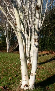 Silver birch trees in a line Stock Photos