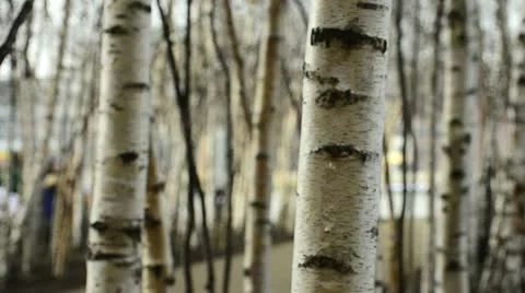 Silver Birch trees &amp; man Video stock 10884538