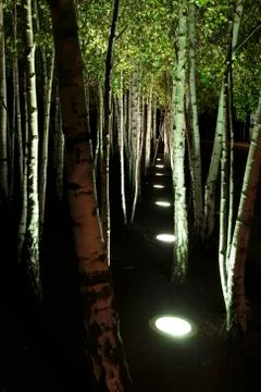 Silver Birch trees at night Stock Photos