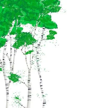 Silver birch trees over white background with copy space イラスト素材