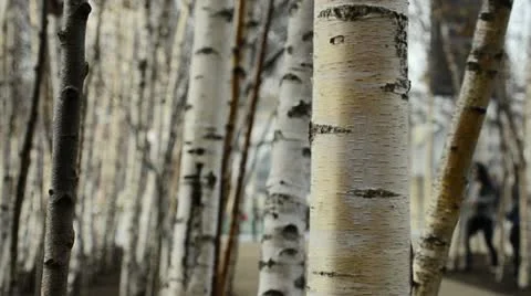 Silver Birch Tree's with people in the background Stock Footage 11403914