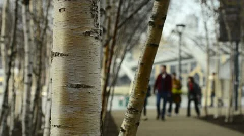 Silver Birch trees &amp; people Stock Footage 10884453