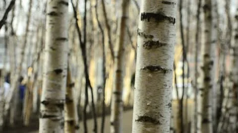 Silver Birch trees &amp; people Stock Footage 10884604