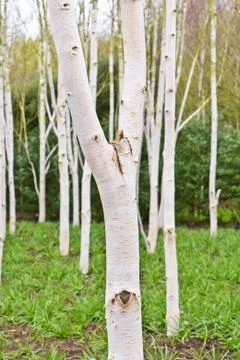 Silver birch trees Stock Photos
