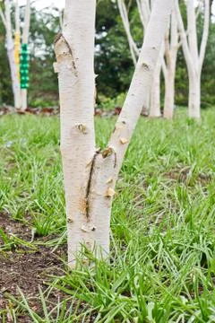 Silver birch trees Stock Photos