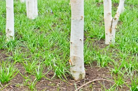 Silver birch trees Stock Photos