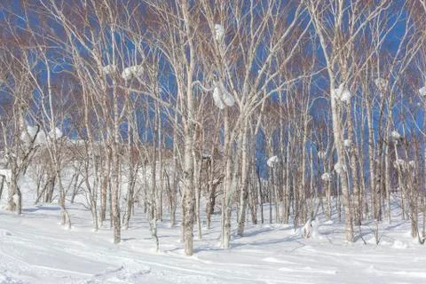 Silver Birch Trees in Snow Stock Photos