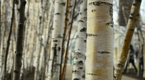Silver birch trees in urban setting, panned Stock Footage 10884480