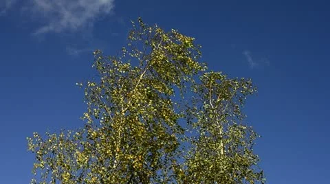 Silver birch trees on a windy day Stock Footage 12895716