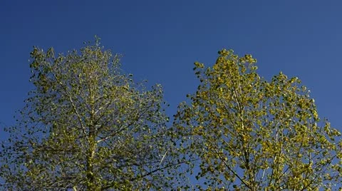 Silver birch trees on a windy day Stock Footage 13050854