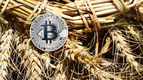 Silver bitcoin coin on weat Stock Photos