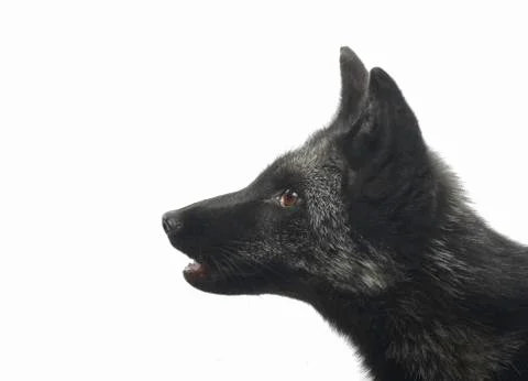 Silver / Black Fox Stock Photos