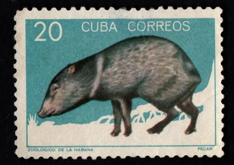 Silver-black fox on postage stamp printed in USSR Stock Photos